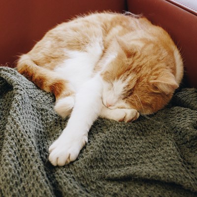 20 04 2023 Irishof Zorgpartners Huiskat Closeup Ingang