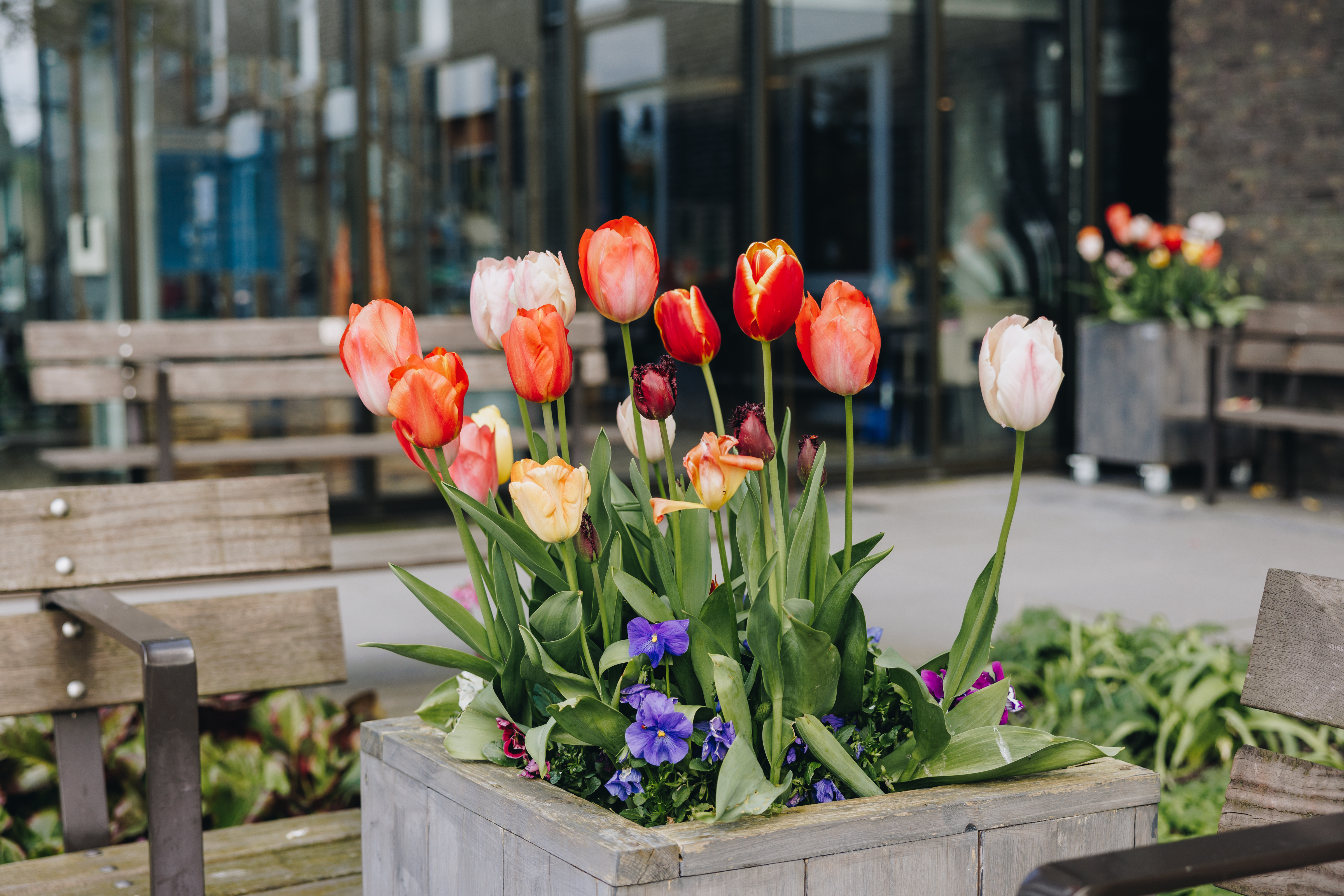 18 04 2023 Zorgpartners De Hanepraij Bloemen Closeup Buiten