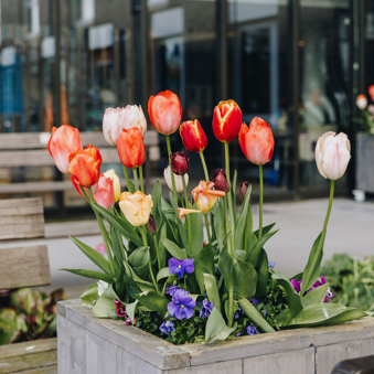 18 04 2023 Zorgpartners De Hanepraij Bloemen Closeup Buiten