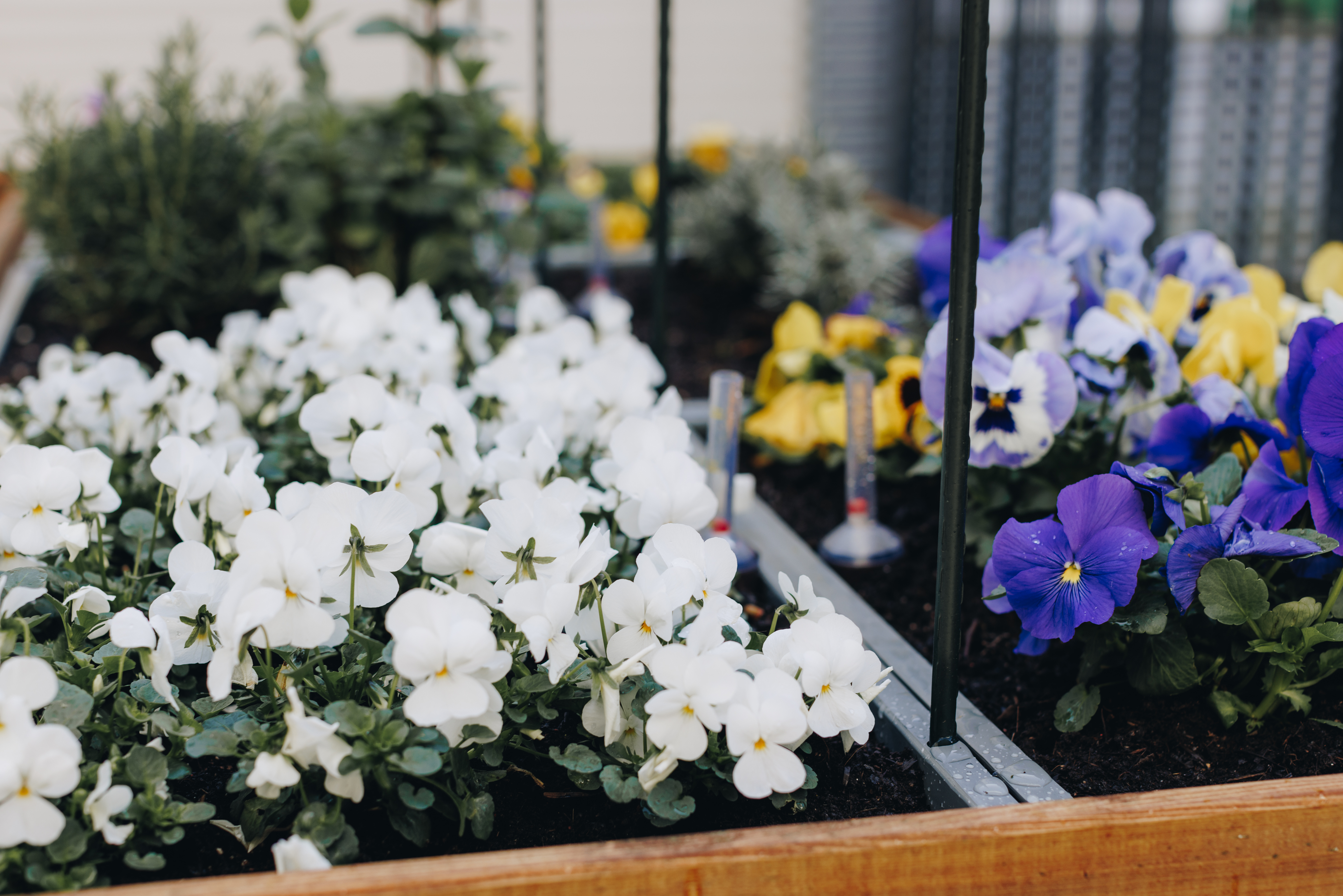 27 03 2023 De Rietkraag Souburgh Zorgpartners Tuin Bloemen Kleurrijk Viooltjes