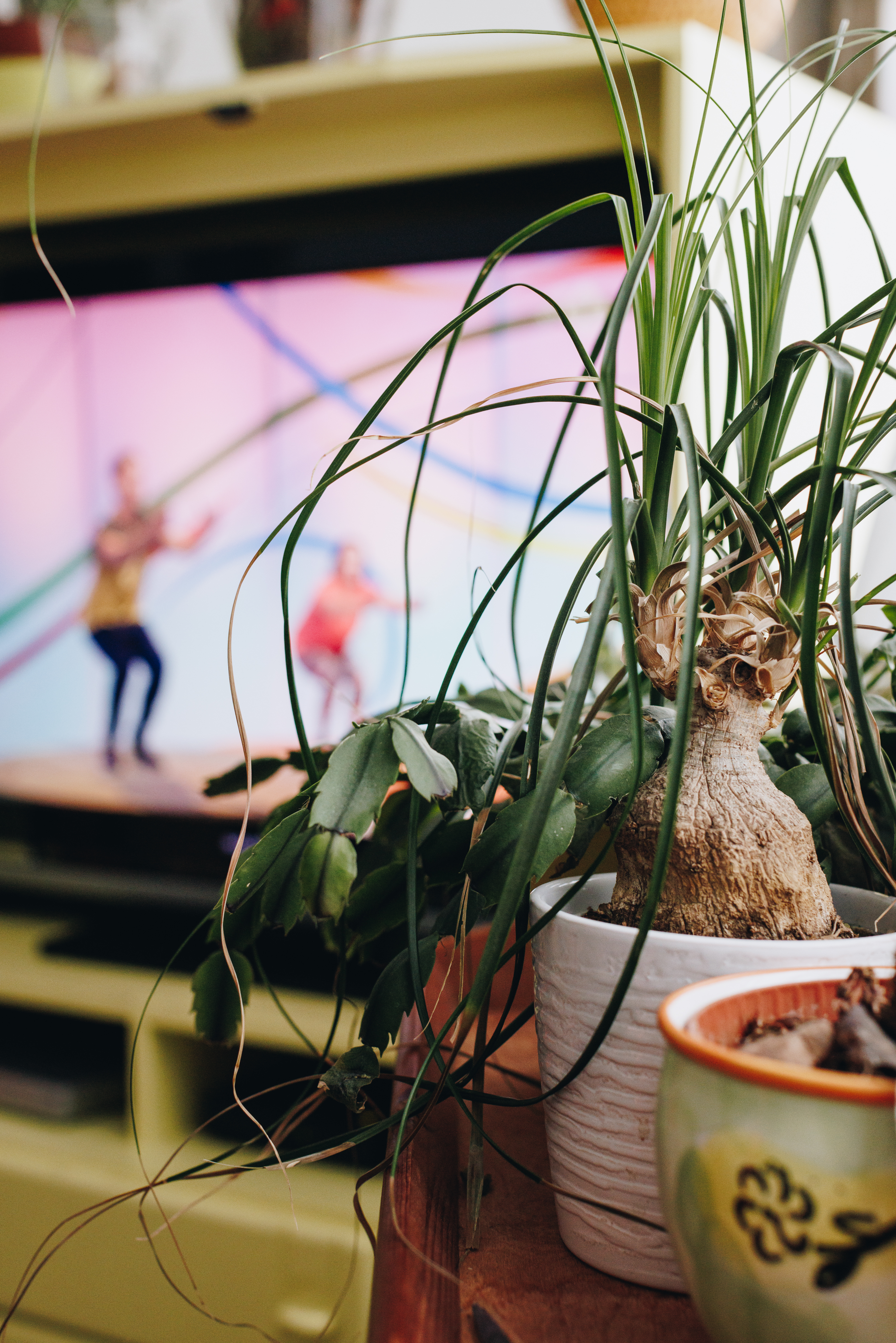 09 03 2023 Zorgpartners De Breeje Hendrick Tv Televisie Nederland In Beweging Plant Staand