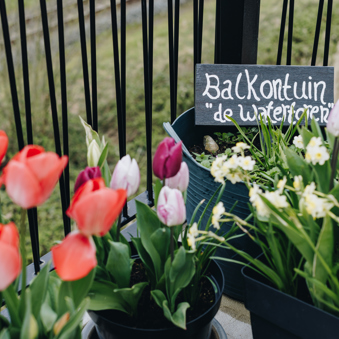 13 04 2023 Floravita Zorgpartners Balkon Closeup Bloemen